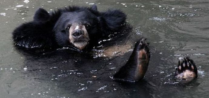 Rodina medveďov sa rozhodla civilne relaxovať