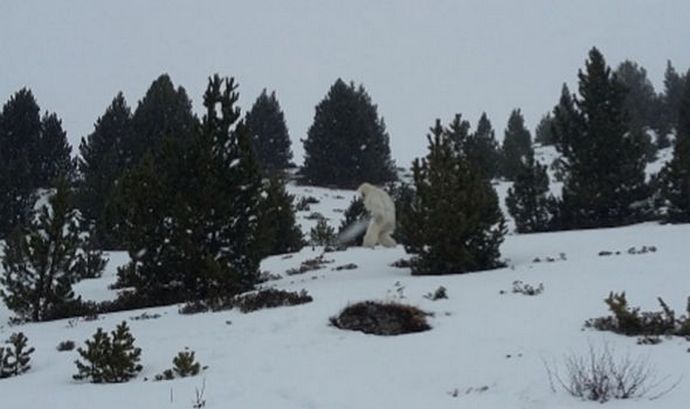 Bigfoot nepoškodzuje ľudí