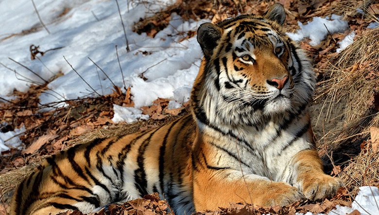 Podivný tigr zmätený vedcov