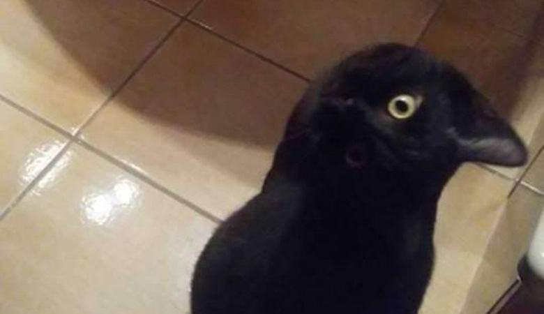 Buď vták, alebo zviera: Internet bol pobavený nezvyčajnou optickou ilúziou.
