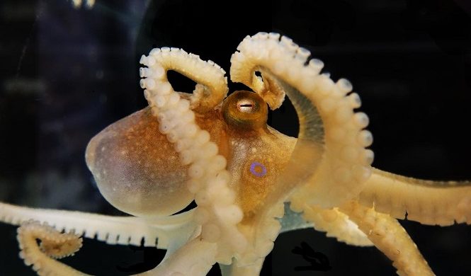Cudzia DNA nájdená v chobotniciach 