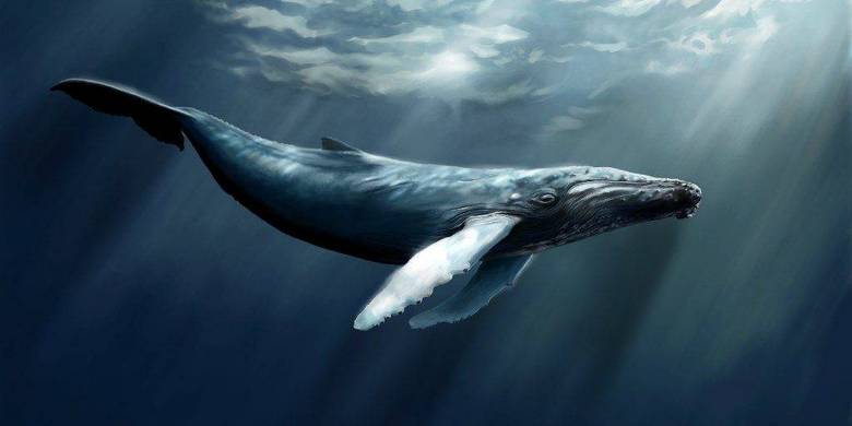 Vedci znejú alarmom: v severnom Atlantiku prestali veľryby chovať.