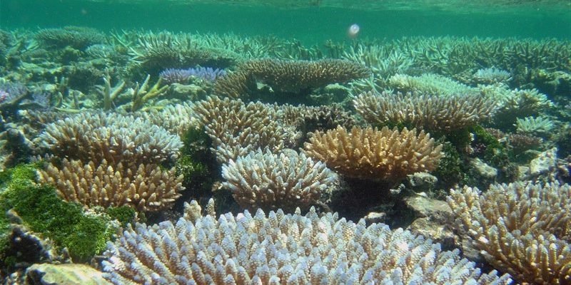 Vedci stanovili podrobný plán ochrany morského života do roku 2050 