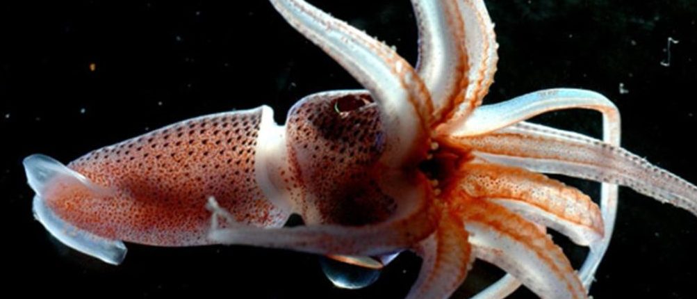 Vedci zistili, že chobotnice môžu svoju RNA upravovať bez problémov 