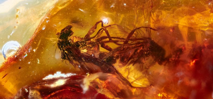 Vedci objavili páriace sa muchy zamrznuté v jantári pred 40 miliónmi rokov 