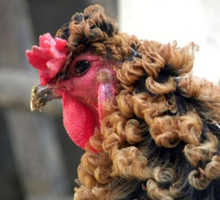 Amazing Natural Mutation: Curly Rooster