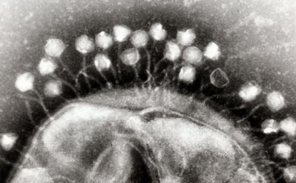 Phage2