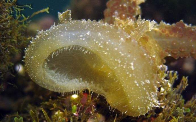 V Indickom oceáne bolo fotografované zviera pripomínajúce mimozemšťana.