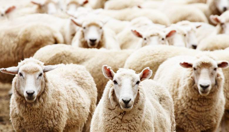 Ovce sú teleportované v Nórsku