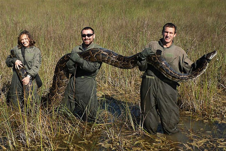 Obyvatelia Floridy trpia tigrími pythónmi chovanými v močiaroch.