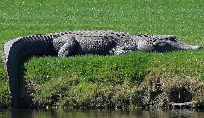 Na Floride bol fotografovaný obrovský aligátor.