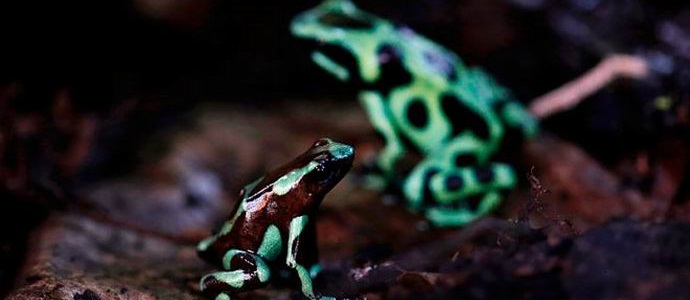 Poison Frogs