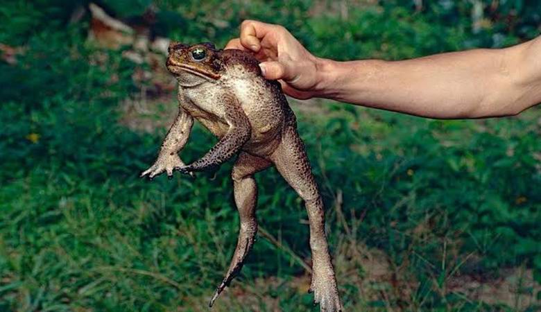 Jedovaté ropuchy, schopné dosiahnuť obrovských rozmerov, zaplavili Floridu.